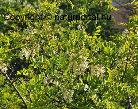 akácfa gyógynövény, akác, fehér akác, Robinia pseudoacacia, Robinia pseudo-acacia, fényképes gyógynövénykereső, gyógynövénykereső, gyógynövény, gyógynövények, gyógyító növények, akácvirág