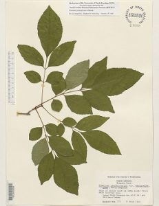 Fraxinus pennsylvanica, Fraxinus pubescens