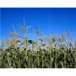 A kukoricát szennyező toxin hatásait vizsgálja a Kaposvári Egyetem
