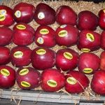 bio alma, ökológiai, alma gyógynövény