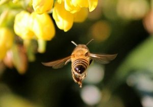 PÁFRÁNYPÉP MÉZZEL, mézelő méh, méh gyűjtés közben