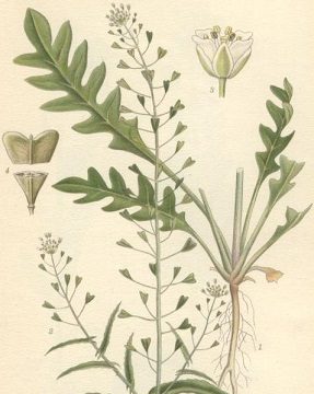 pásztortáska, közönséges pásztortáska, palackfű