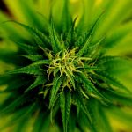A marihuana gyógynövény?
