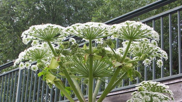 kaukázusi medvetalp, Heracleum mantegazzianum