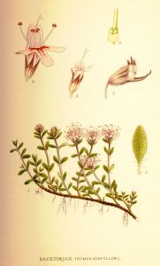 kakukkfu, akukkfű, Thymus vulgaris, vírusellenes fűszernövények