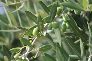olívafa, olíva