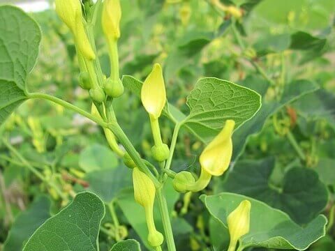 Farkasalma, Aristolochia Clematitis, farkasalma, mérgező növények, farkasalma gyógyhatása