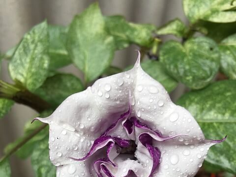 csattanó maszlag, Datura stramonium, mérgező növények