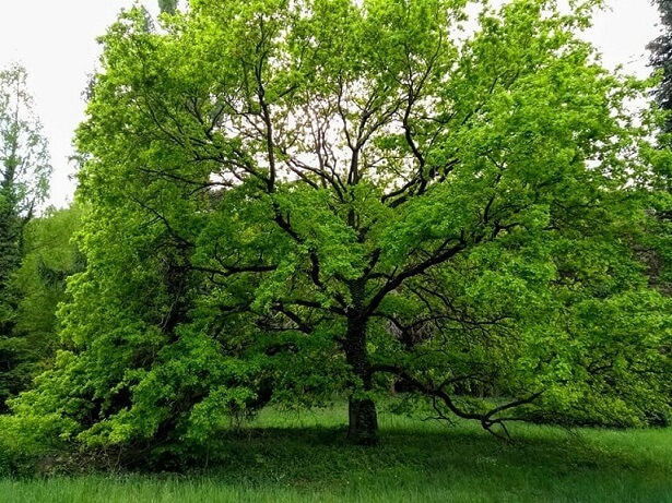 Agostyáni Arborétum – a gyógynövényes látnivaló