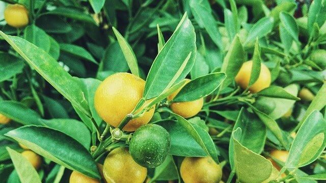 citrom, emésztést segítő, gyógyító kvíz