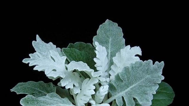 cinerária gyógynövény, tengerparti aggófű, hamvaska, csodaszem