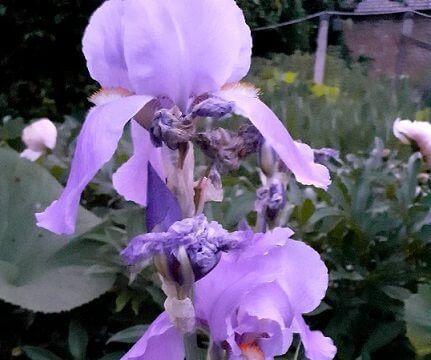 kék nőszirom gyógynövény