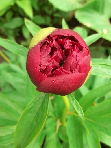 pünkösdi rózsa, bazsarózsa, Peonia officinalis, bazsarózsa gyógyhatása