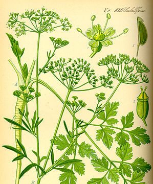 petrezselyem, petrezselyem gyógyhatása, petrezselyem mag