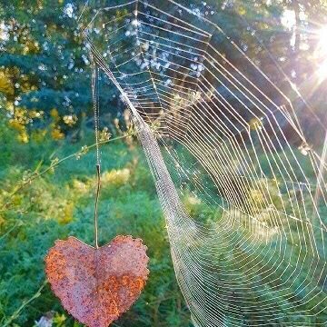 erdő, zöldfelület, erdőfürdő