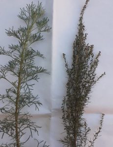 abrutüröm, istenfa, Artemisia abrotanum
