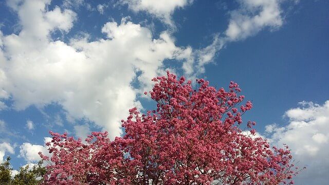 lapacho, lapacho tea