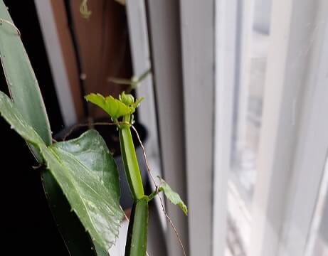 arábia kincse, kúszóka, Cissus quadrangularis, gyógynövény