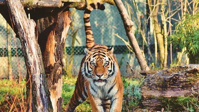 tigris, stressz, félelem, probléma