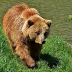 Állatok élőhelye - barnamedve a Pireneusokban