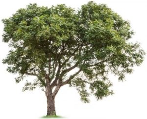 neem, neem növény, neem fa