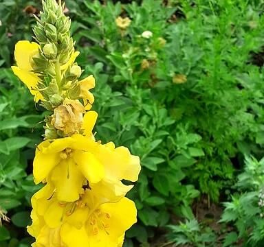 szöszös ökörfarkkóró, Verbascum phlomoides