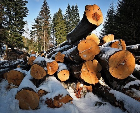 Az EU betiltja az erdőirtás és erdőpusztulás előidézéséhez hozzájáruló termékek piaci forgalmazását