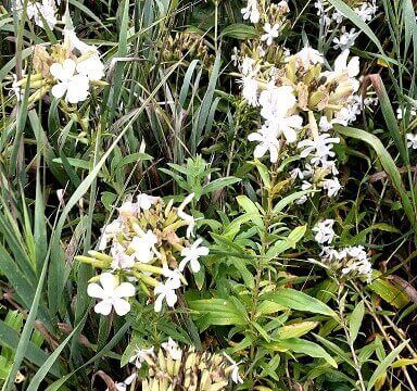 szappanfű, Saponaria officinalis