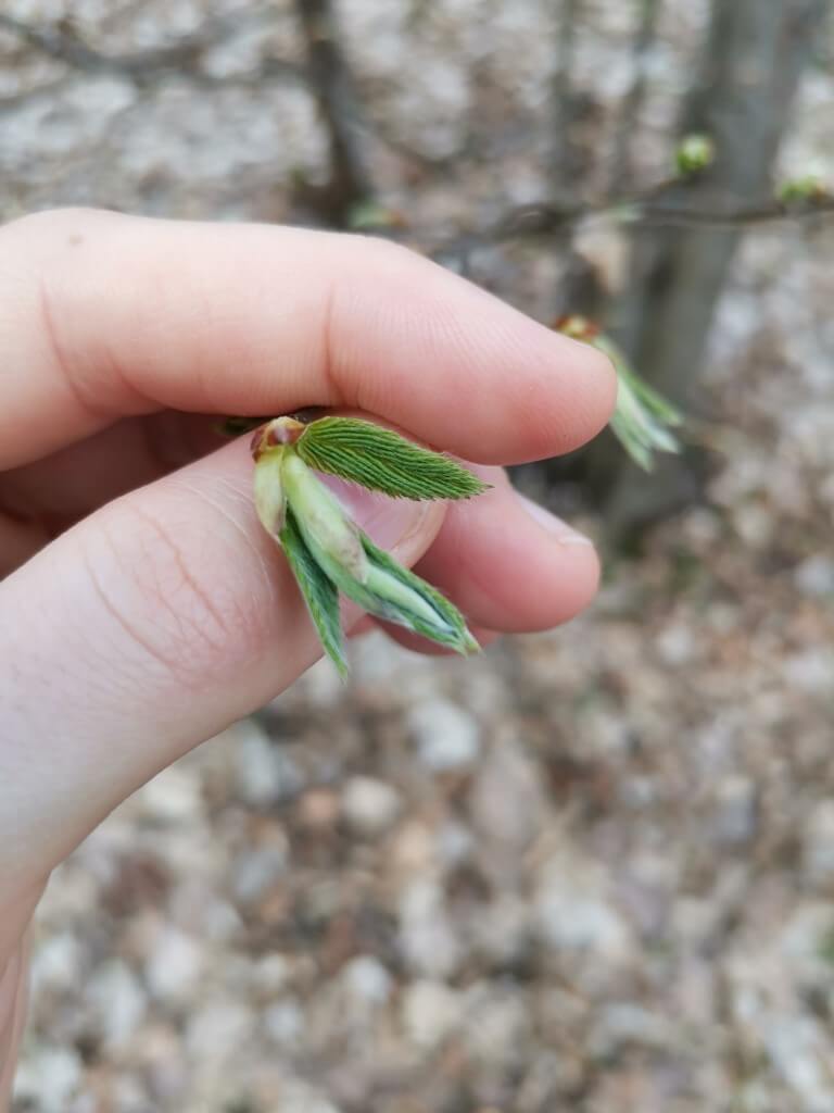 vetélés megelőzése, gyertyán, gyógynövény, vetélés