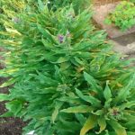 Patkányriasztó növény – Ebnyelvűfű