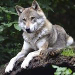 A svájci farkas margójára – a Farkas, a Keselyű és két füstölgő puskacső