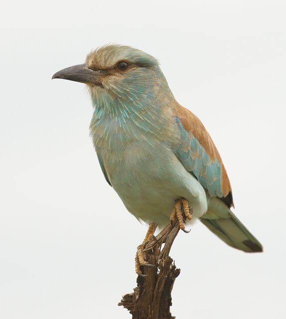 szalakóta, madár, madárvédelem, MME, Magyar Madártani Egyesület