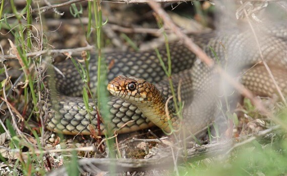 kaszpi haragos sikló