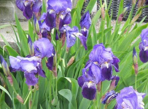 Kék nőszirom - Naturportal