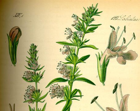 izsóp hatása, Hyssopus officinalis, izsóp, kerti izsóp